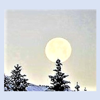 Full moon over a fir tree